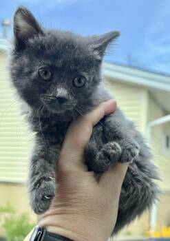 Mozzarella (The Cheese Litter) -  Russian Blue Cat for Adoption in Mattoon, Illinois - Mozzarella (The Cheese Litter) | PetCurious