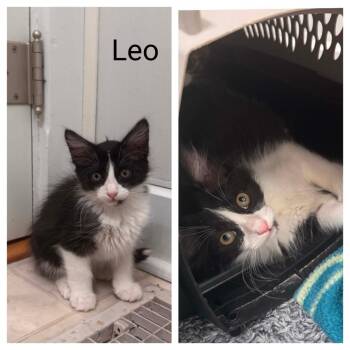 Leo -  Domestic Medium Hair Cat for Adoption in Jasper, Indiana - Leo | PetCurious