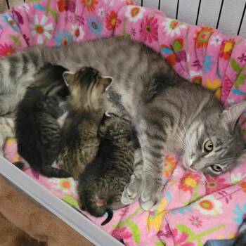 Kit Kat -  Domestic Short Hair Cat for Adoption in Bismarck, North Dakota - Kit Kat | PetCurious