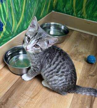 Rescue Domestic Short Hair Cats for Adoption in Towanda, Pennsylvania - Ash | PetCurious