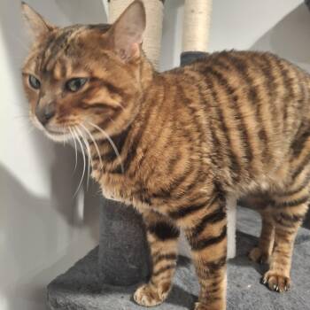 Rescue Toyger Cats for Adoption in Lawrenceville, Georgia - Peppermint | PetCurious