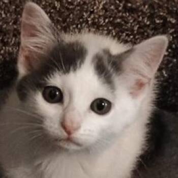 Rescue Domestic Short Hair Cats for Adoption in Ocean Isle Beach, North Carolina - Misty | PetCurious