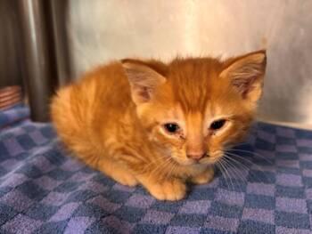Domestic Short Hair Cats Available for Adoption in Houston, Texas - TRENT | PetCurious