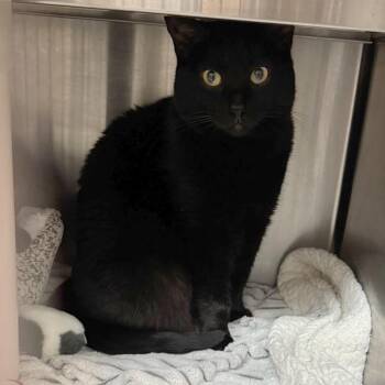 Moondancer -  Domestic Short Hair Cat for Adoption in Los Angeles, California - Moondancer | PetCurious
