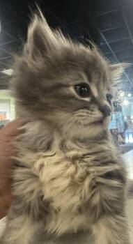 Domestic Short Hair Cats Available for Adoption in St. Cloud, Minnesota - Rocky | PetCurious