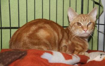 Tabby and Domestic Short Hair Cats Available for Adoption - Dijon Mustard (Spayed) (Photos 2/14/2026) (Currently @ WeLvovPet | PetCurious