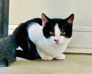 Rescue Domestic Short Hair Cats for Adoption in New Philadelphia, Ohio - Indian Gooseberry | PetCurious