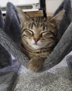 Lyric * IN FOSTER * -  Domestic Short Hair Cat for Adoption in South Bend, Indiana - Lyric * IN FOSTER * | PetCurious