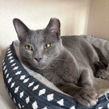 NIMBUS -  Domestic Short Hair Cat for Adoption in Hamilton Township, New Jersey - NIMBUS | PetCurious