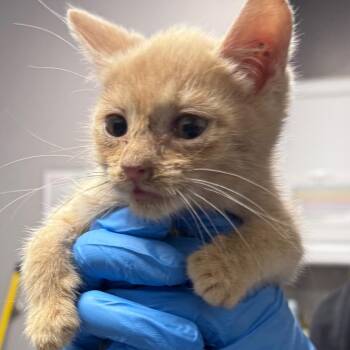 Domestic Short Hair Cats Available for Adoption in Greenville, South Carolina - Quail | PetCurious
