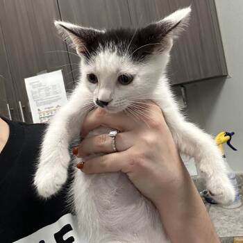 Holstein -  Domestic Short Hair Cat for Adoption in Jupiter, Florida - Holstein | PetCurious