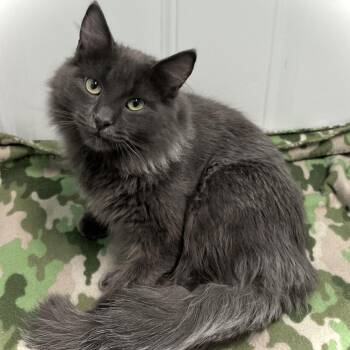 Domestic Long Hair Cats Available for Adoption in Saint Paul, Minnesota - Ridley | PetCurious
