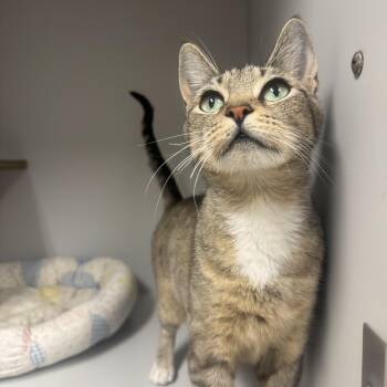 Rosalina -  Domestic Short Hair Cat for Adoption in Athol, Massachusetts - Rosalina | PetCurious