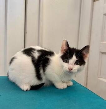 Domestic Short Hair Cats Available for Adoption - Toffee | PetCurious