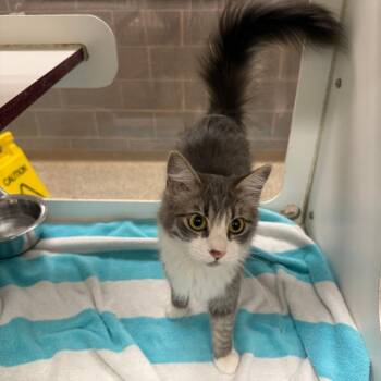 Voxie -  Domestic Short Hair Cat for Adoption in Cheyenne, Wyoming - Voxie | PetCurious