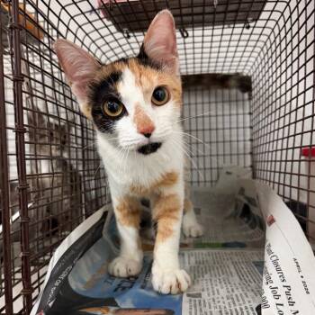 Lexi -  Domestic Short Hair Cat for Adoption in Edinburg, Texas - Lexi | PetCurious