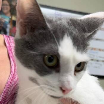 C26-028 Tilly -  Domestic Short Hair Cat for Adoption - C26-028 Tilly | PetCurious