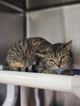 Tinkerbell and Tiger Lily -  Domestic Short Hair and Tabby Cat for Adoption in Webster, Massachusetts - Tinkerbell And Tiger Lily | PetCurious