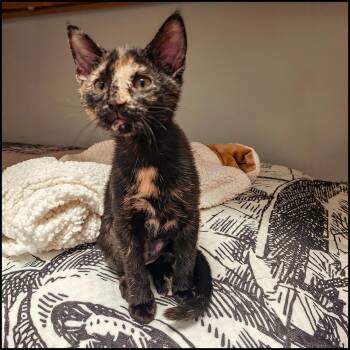 Sincy -  Domestic Short Hair and Tortoiseshell Cat for Adoption in Roswell, Georgia - Sincy | PetCurious