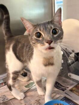 Rosie -  Domestic Short Hair Cat for Adoption in Daytona Beach, Florida - Rosie | PetCurious