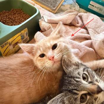 Domestic Short Hair Cats Available for Adoption in Park Falls, Wisconsin - Gideon | PetCurious
