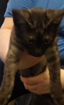VERSACE -  Domestic Short Hair Cat for Adoption in Tulsa, Oklahoma - VERSACE | PetCurious