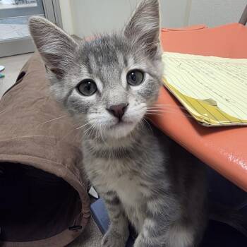Gemini -  Domestic Short Hair Cat for Adoption in Oshkosh, Wisconsin - Gemini | PetCurious