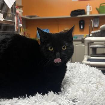 Domestic Short Hair Cats Available for Adoption - Bagheera | PetCurious