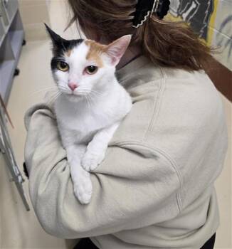 Domestic Short Hair Cats Available for Adoption - HARLEQUIN | PetCurious