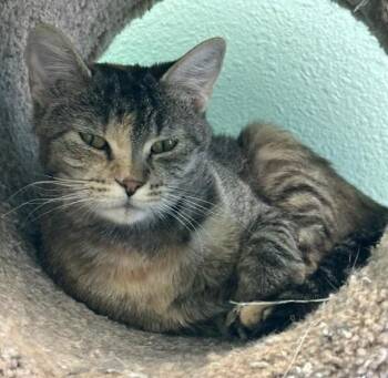 Rescue Domestic Short Hair Cats for Adoption in Libby, Montana - Tigress | PetCurious