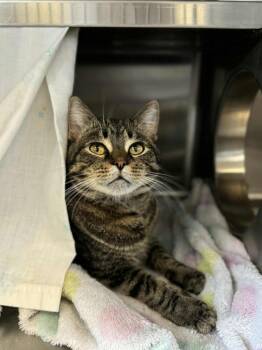 Leo -  Domestic Short Hair Cat Available for Adoption in Grand Forks, North Dakota - Leo | PetCurious