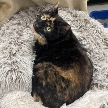 Samantha -  Domestic Short Hair Cat for Adoption in York, Pennsylvania - Samantha | PetCurious