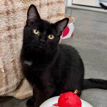Totter -  Domestic Short Hair Cat for Adoption in Fairmont, West Virginia - Totter | PetCurious