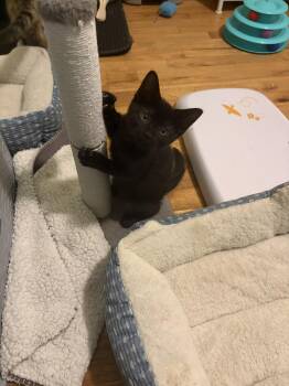 Echo -  Domestic Short Hair Cat for Adoption in Campbellsville, Kentucky - Echo | PetCurious