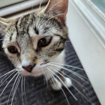 Betty Davis -  Domestic Short Hair Cat for Adoption in Skokie, Illinois - Betty Davis | PetCurious