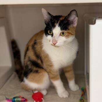 Rita -  Domestic Short Hair Cat for Adoption in Sarasota, Florida - Rita | PetCurious