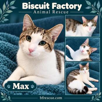 Max -  Domestic Short Hair Cat for Adoption in Greenfield, Indiana - Max | PetCurious