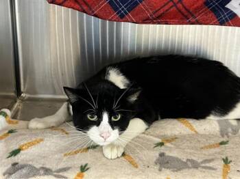 Domestic Short Hair Cats Available for Adoption in Tustin, California - SIR ISAAC | PetCurious