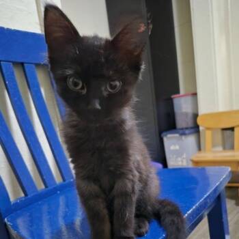 Skipper -  Domestic Short Hair Cat for Adoption in Portage, Michigan - Skipper | PetCurious