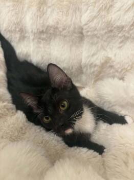 Ctrl -  Domestic Short Hair Cat for Adoption in Tucson, Arizona - Ctrl | PetCurious