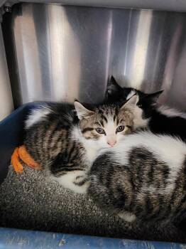 Lightning -  Domestic Short Hair Cat for Adoption in Virginia, Minnesota - Lightning | PetCurious