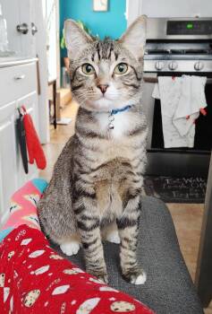 Tabby and Bengal Cats Available for Adoption in Bedford Hills, New York - Bentley Is Well... THE BEST Gorgeous Funny Smushy Lover - VIDEO | PetCurious