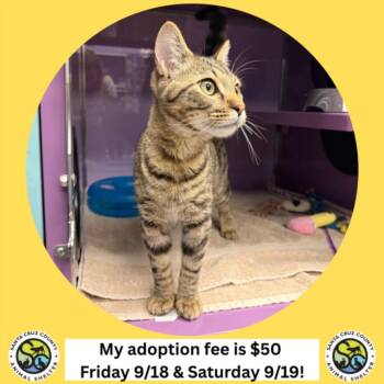 LINUS* -  Domestic Short Hair Cat for Adoption in Santa Cruz, California - LINUS* | PetCurious