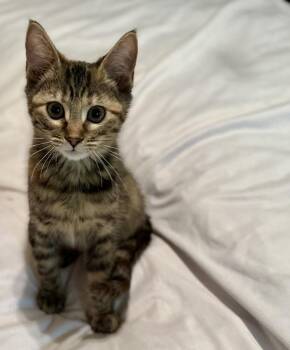 Brioche - (female) -  Domestic Short Hair Cat for Adoption in Little Rock, Arkansas - Brioche - (female) | PetCurious