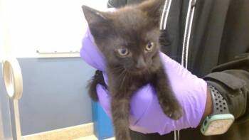 Domestic Short Hair Cats Available for Adoption in Doral, Florida - LOLA | PetCurious