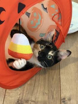 Amber -  Domestic Short Hair Cat for Adoption in Herndon, Virginia - Amber | PetCurious