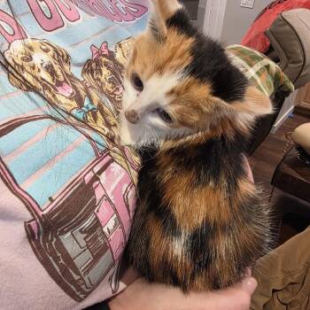 Calico Stray -  Domestic Short Hair Cat for Adoption in Maple Falls, Washington - Calico Stray | PetCurious
