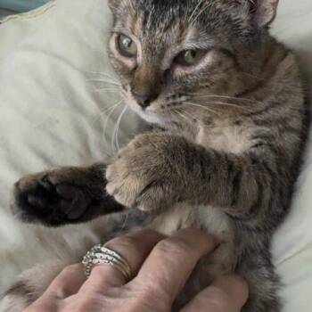 Millie -  Domestic Short Hair Cat for Adoption in Tampa, Florida - Millie | PetCurious