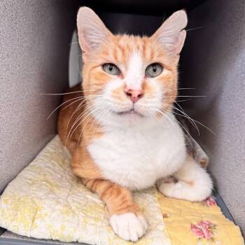 Angelo -  Domestic Short Hair Cat for Adoption in Waterloo, Iowa - Angelo | PetCurious