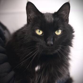 Domestic Long Hair Cats Available for Adoption in Amsterdam, New York - Mister | PetCurious